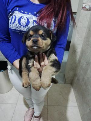 Espectacular Cachorra de Rottweiler