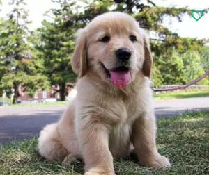 Golden Retriever Pura