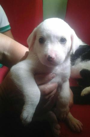 Perritos en Adopcion Cruce Labrador