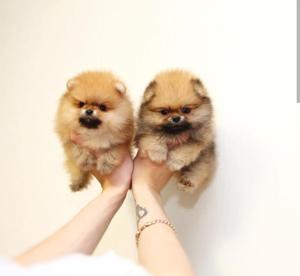 Pomerania Lulu