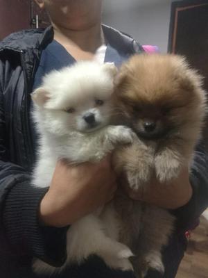 Pomerania Lulu