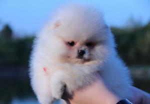 Pomerania Lulu