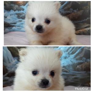 Pomeranias en Venta Garantizados