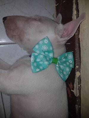 Se Vende Cachorra Bullterrier