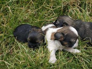 Se Venden Hermosos Cachorros Shitzu