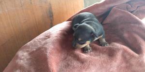 Vendo Perros Pincher