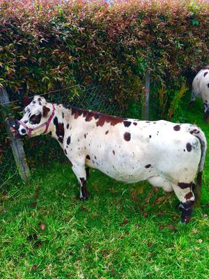 Vendo patiana mini cattle normanda