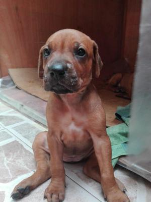 Venta Cachorros Rhodesian Ridgeback