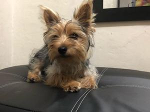 Yorkie