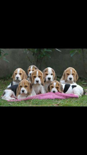 beagles tricolor l lindos
