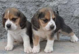 cachorros muy hermosos beagles
