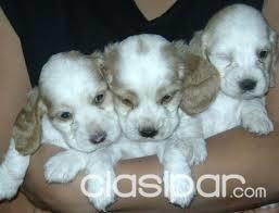 extraordinaros coker spaniel dorados y manchados