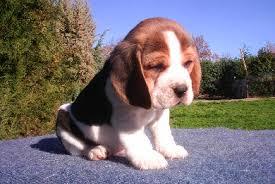 los mejores beagles paticas cortas muy hermosos