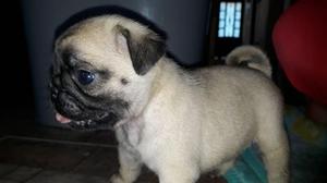 perritas pug