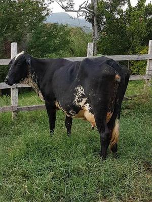 vacas lecheras en venta