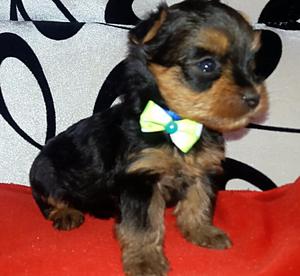 vendo cachorro yorkshire terrier mini..