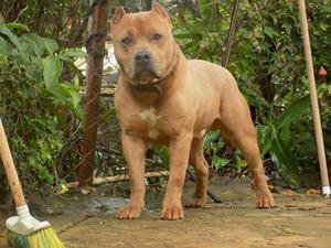 American Bully Adulto Registro Fedepit