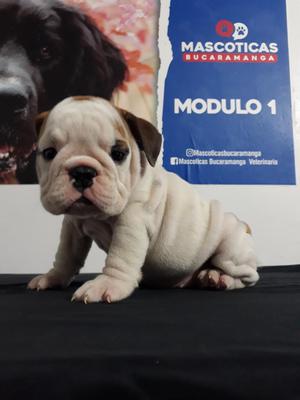 Bellos Bulldog Ingles Mod