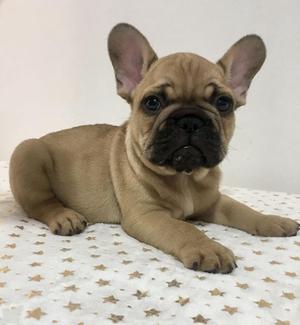 Bulldog Frances