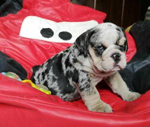 Bulldog Ingles