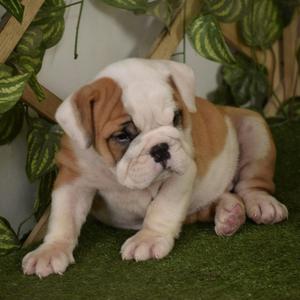 Bulldog Ingles