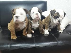 Bulldog cachorros