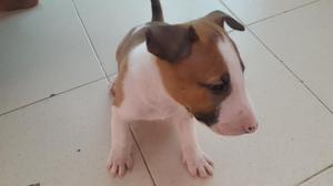 Bulterrier Mini