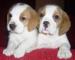 CACHORROS BEAGLE GARANTIZADOS