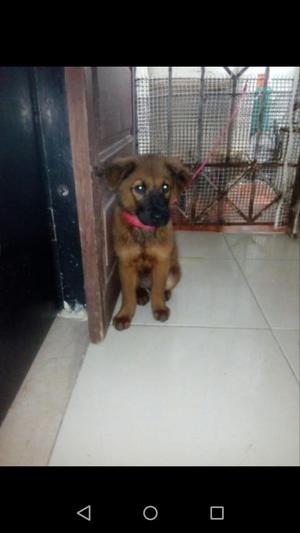 Cachorra de 3 Meses