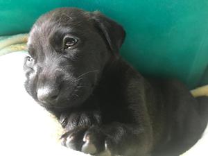 Cachorros Cruce Labrador