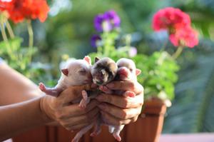 Chihuahuas de Cancanmascotas