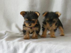 ™ Dog Yorkshire Terrier Se™