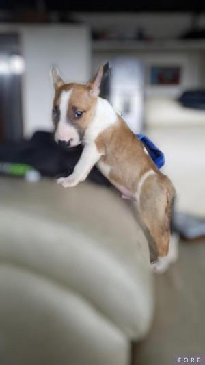 Espectacular Macho Bullterrier