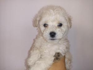 French Poodle Hembras 45 Dias