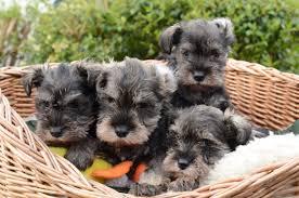 HERMOSOS CACHORROS SCHNAUZER