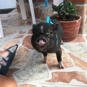 Hermosa Mini Pig