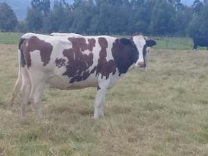 Hermosa Novilla Holstein Roja