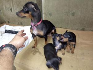 Hermosas Perritas Pincher