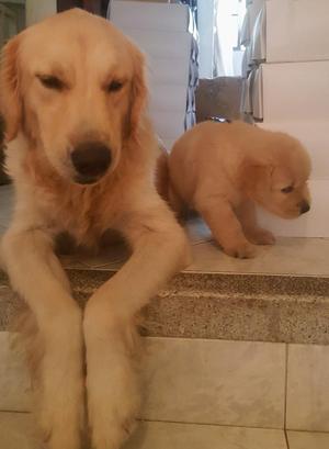 Hermosimos Cachoritos Golden Retriver de