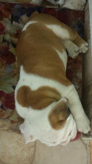 ◀ Hermoso Bulldog Ingles ◀89