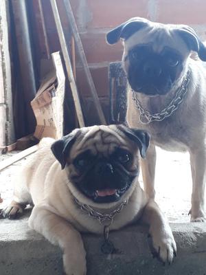 Hermosos Cachorros Pug Esos Son Lospapas