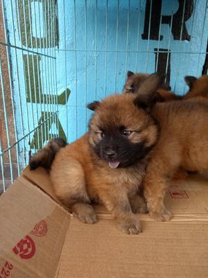 Hermosos Chow Chow