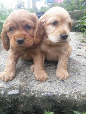 Hermosos Cocker Spaniel