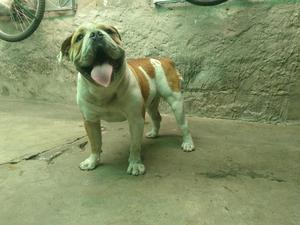 Perro Bulldog Ingles
