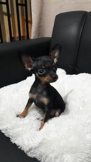 Pincher Chihuahua