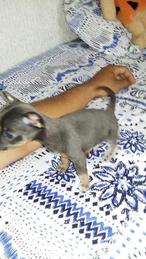 Pincher Chihuahua Azul Tricolor
