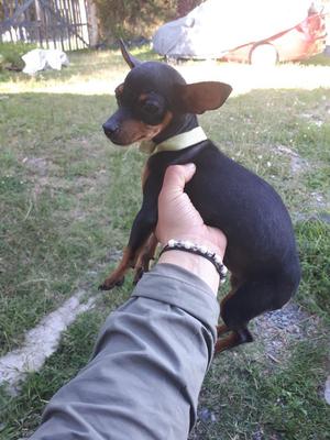 Pinscher Macho 5 Meses Ganga