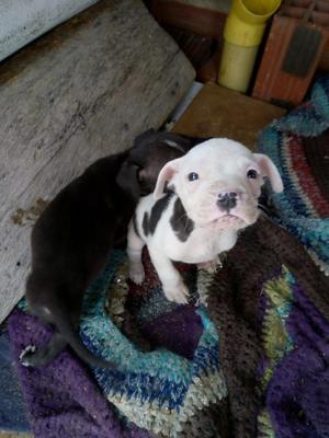 Pitbull American Un Macho Y Una Hembra