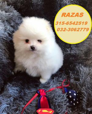 Pomeranias Lulu Puppies Pets