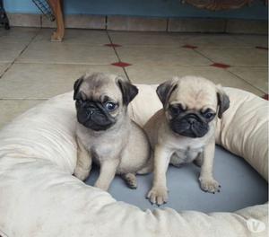 Pug tiernitos morosos tenemos